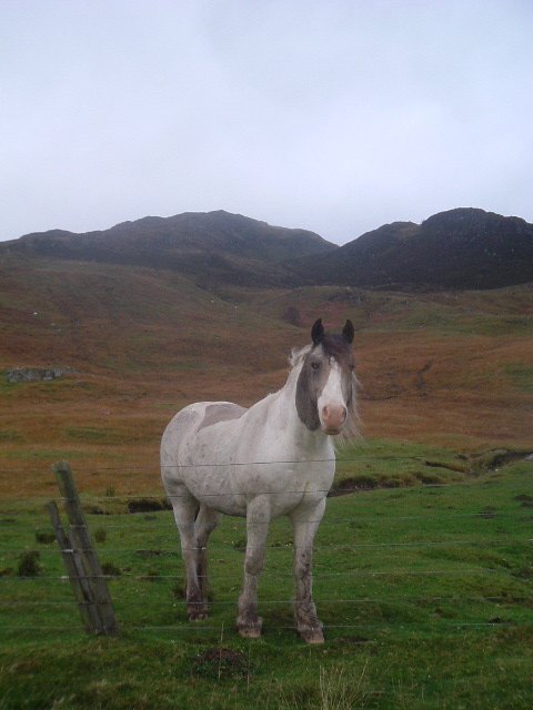 A white horse standing in a hillside pasture